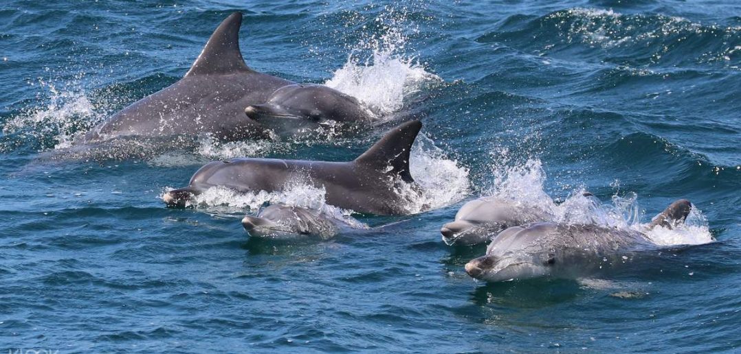 dolphin cruise tour